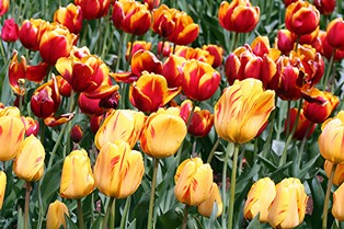 Wooden Puzzle - Tulips - 12 Pieces
